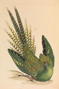 Pappagallo di Terra, Psittacus terrestris da James Sowerby